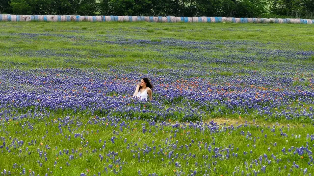 Bluebonnet field