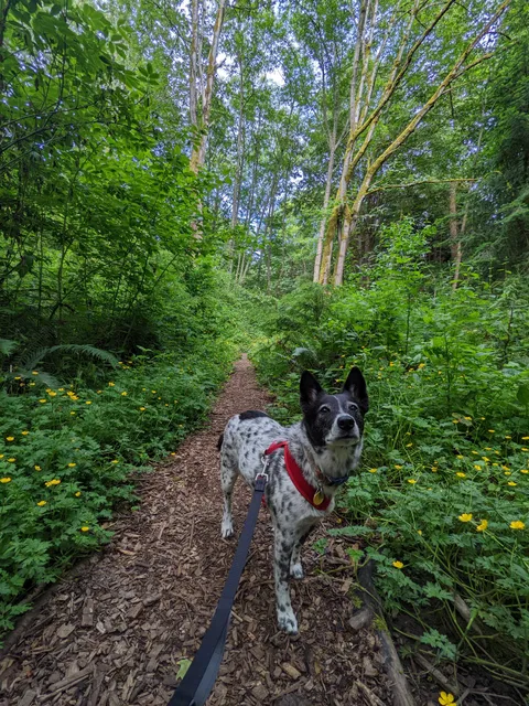 College Street Ravine