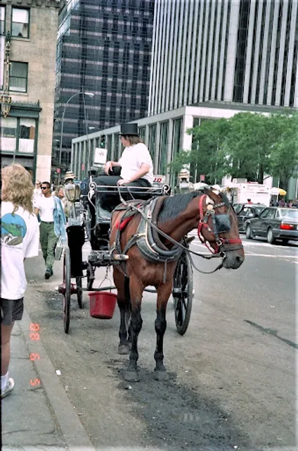NYC Adventures - Central Park Horse Carriage Rides