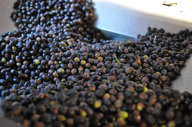 Almàssera l'Alfafarenca