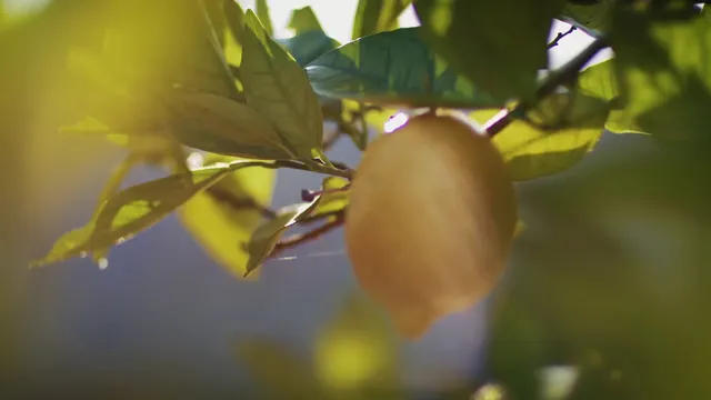 Episcopal Communities & Services