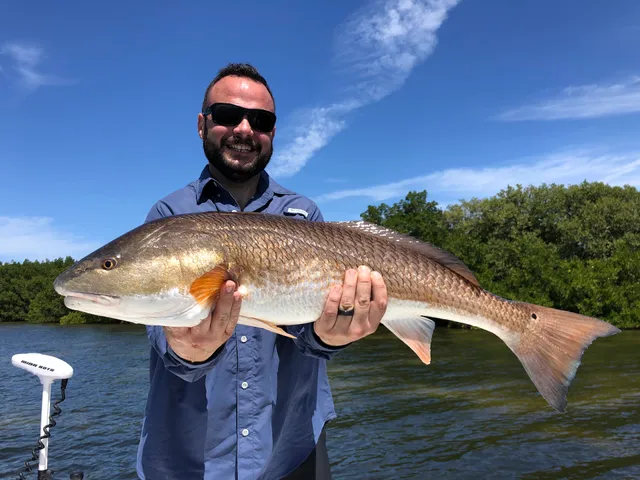 Inshore Society Fishing Charters - Tampa Bay