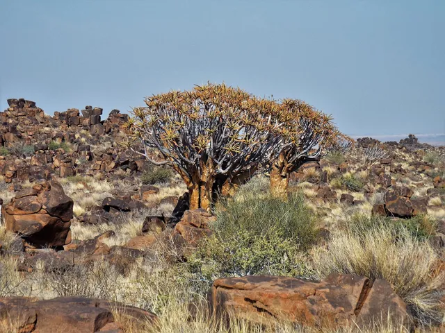 Quiver Tree Forest