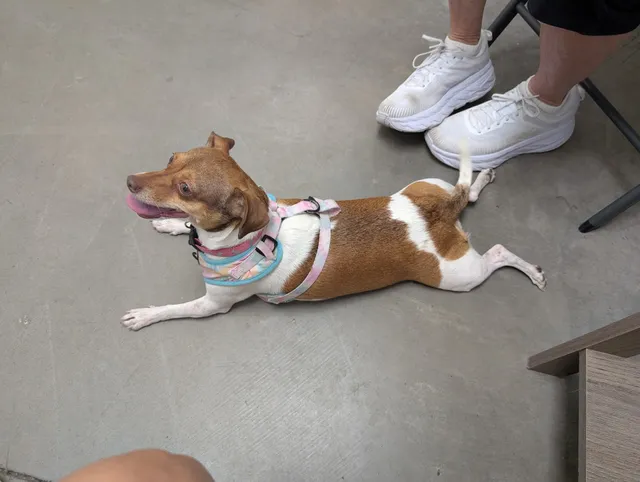 Friends For Life Animal Rescue