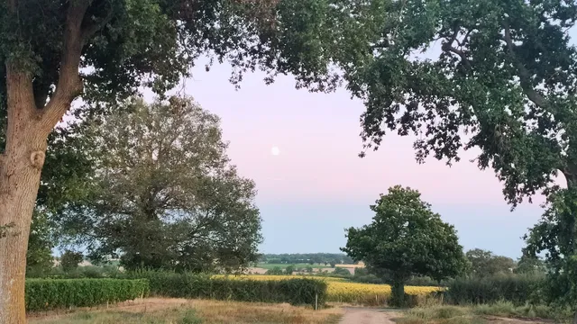 DOMAINE DE CAMBALU, vignerons à Francueil près d'Amboise.