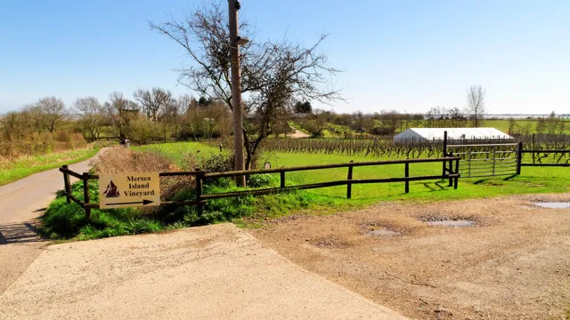 Mersea Island Vineyard