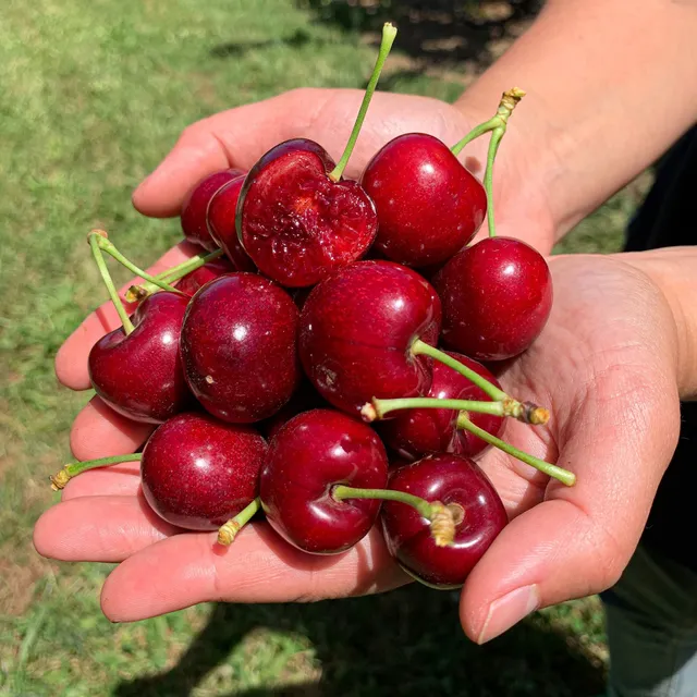 CherryHill Orchards - Coldstream