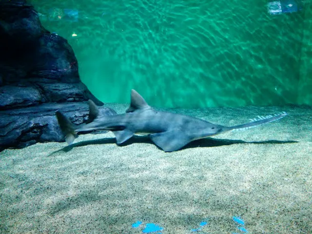 Shanghai Ocean Aquarium Tickets