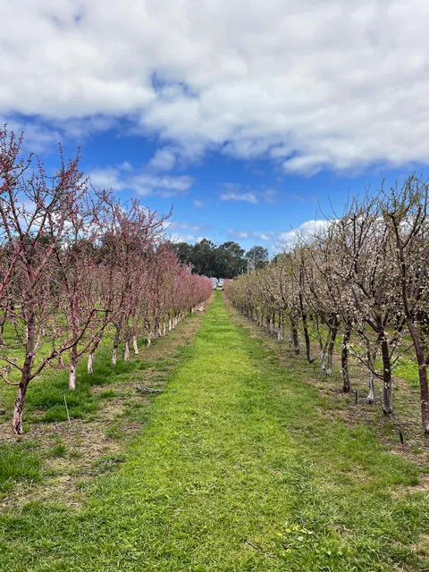 S&R Orchard Perth