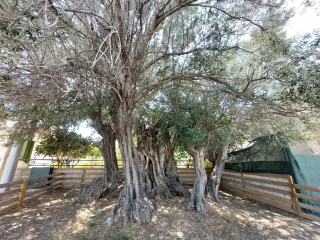 Olive Tree of Orsa