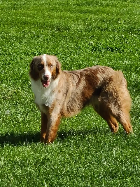 Pawsitive Dog Training