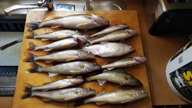 Sweet's Fishing with Steve Sweet