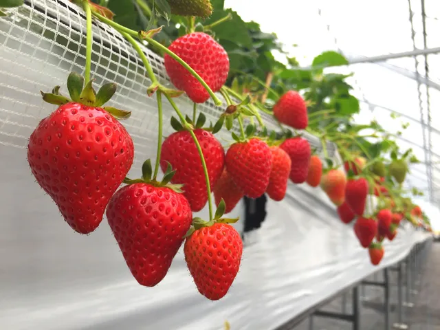 The Paradise Garden - Strawberry Farm
