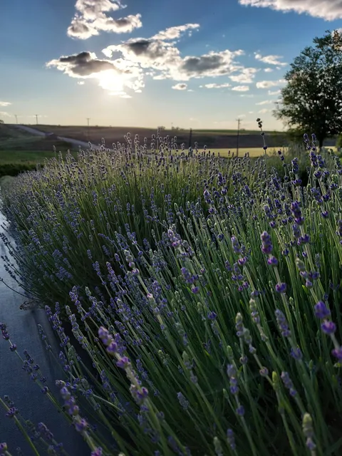 WM Knight Lavender, Flowers & Herbs