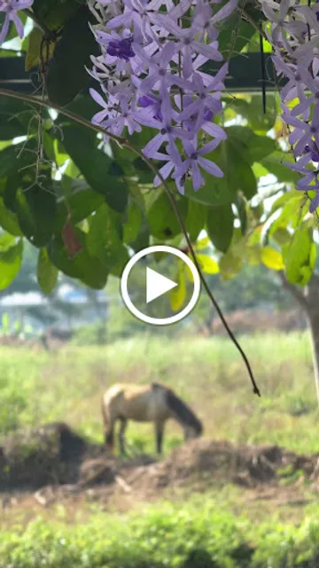 Loveislove :homecafe