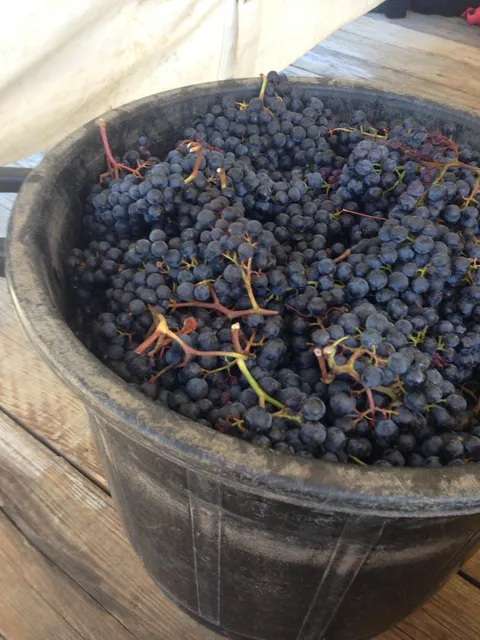 Rendez vous au Chateau - Wine tours in Bordeaux -Dégustation/Visite guidée de vignoble, Circuit/Wine tours journée, Bordeaux