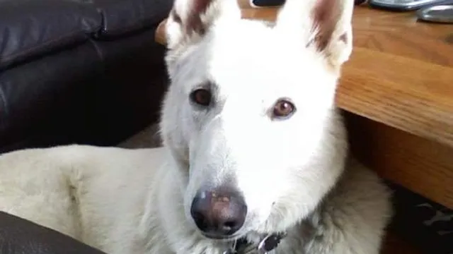 Country Cottage Grooming