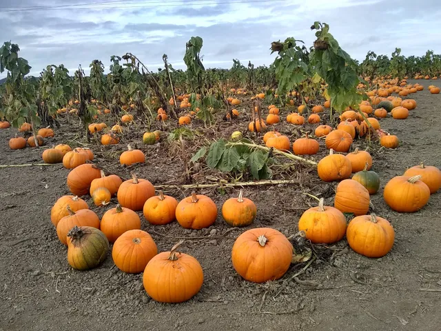 Organic Matters Ranch
