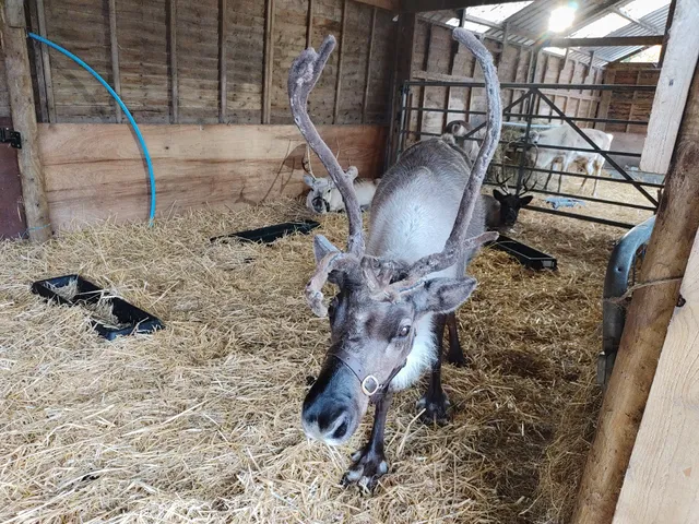 The Cotswold Reindeer Herd