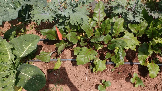 UGArden Student Community Farm