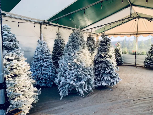 Family Christmas Tree Farm