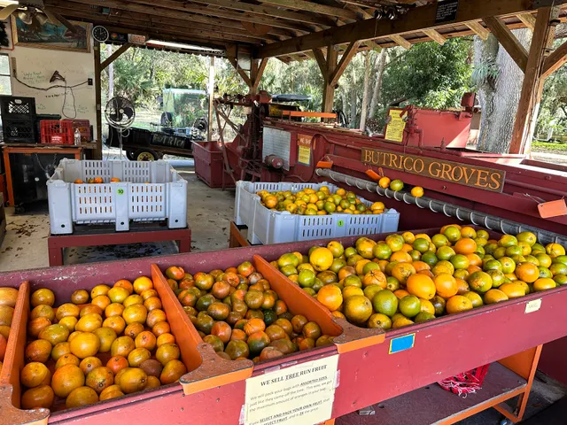 Butrico Groves Orange Grove