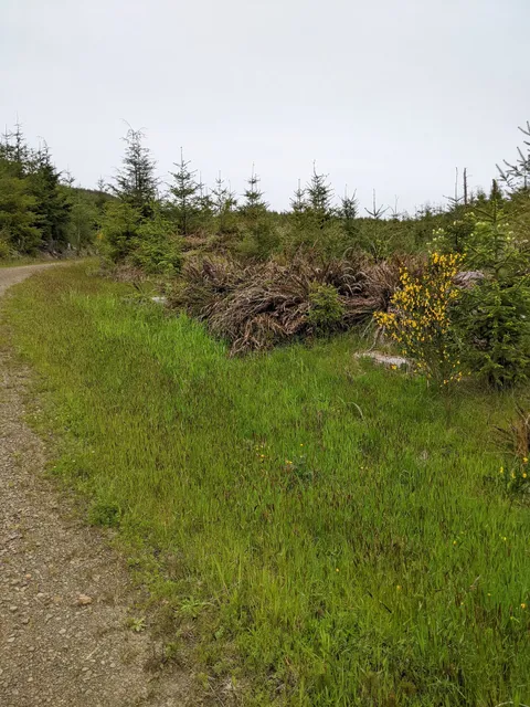 Clatsop State Forest