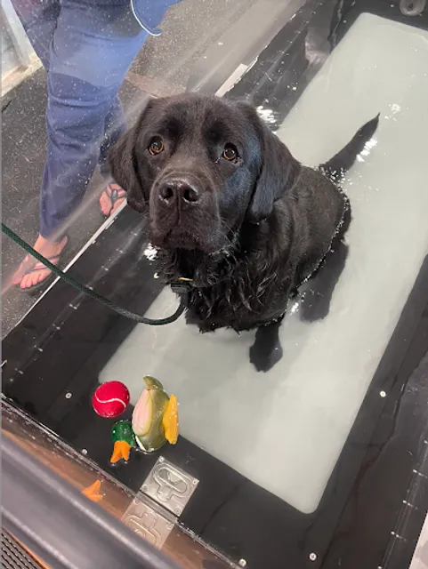 Healing Hands 4 Paws Canine Rehabilitation