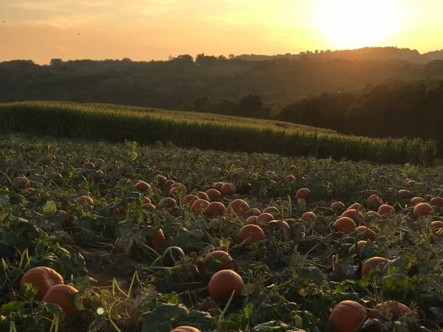Dittmar Farms and Orchard