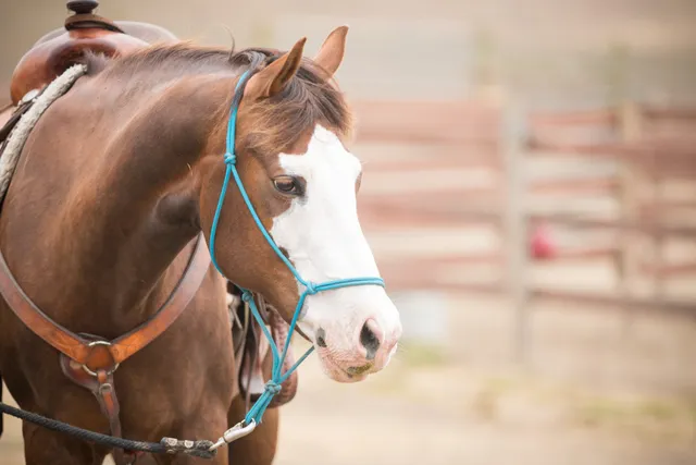 Horse N Around Trail Rides