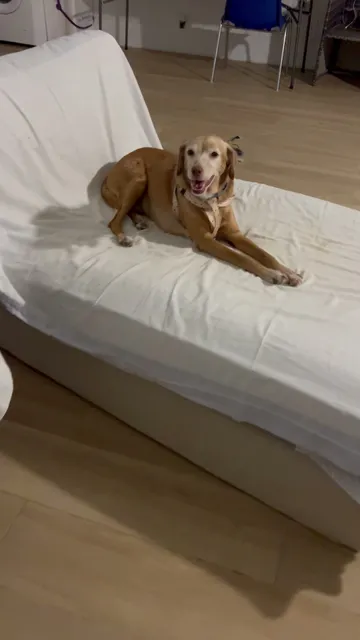 RESIDENCIA Y GUARDERIA CANINA BELLA CAN