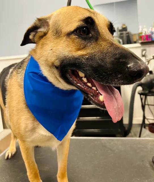 Rowlett Animal Services Building