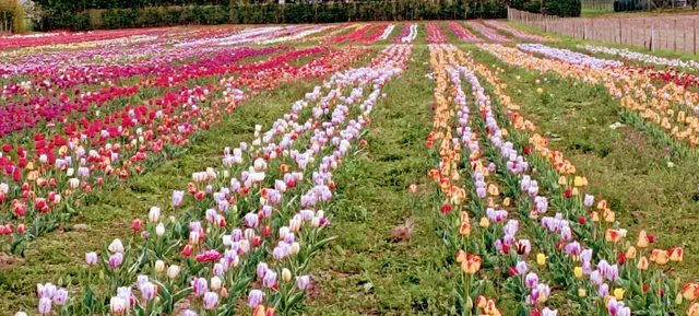 Tuscia Flower - Parco dei Tulipani, girasoli 15 varietà,gladioli e dalie a Viterbo