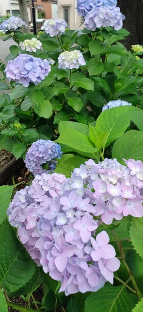 Itabashi Kuritsu Misono Park