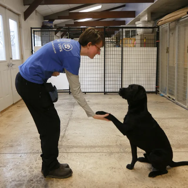 Bark 'N' Town Pet Resort and Day Spa