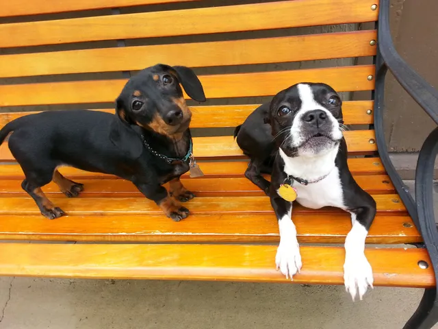 Dog Days Lodge & Daycare