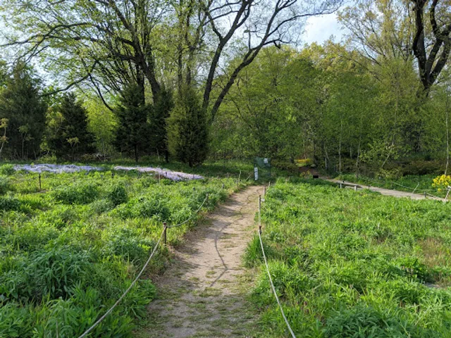 Native Flora Garden