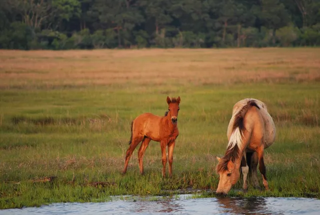 Daisey's Island Cruises - Booking Office