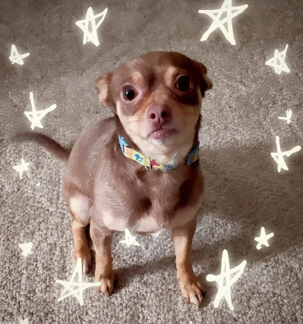 Natalie's Second Chance No Kill Dog Shelter