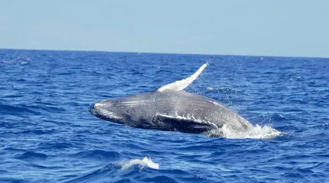 Malolo Molokini Snorkeling Tours