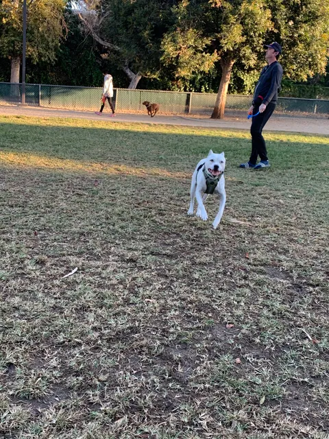 Claremont Pooch Dog Park