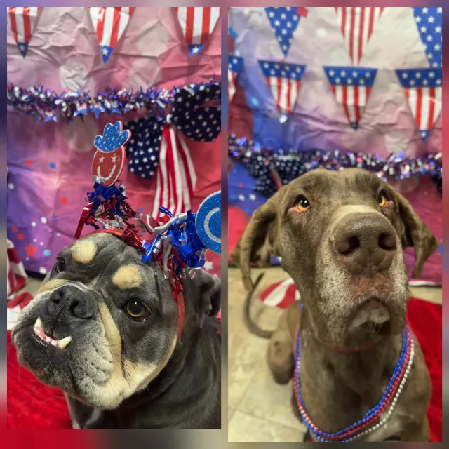 A Box of Barks Resort & Daycare