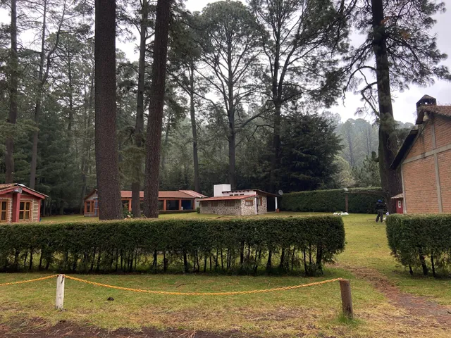 Cabins between Pines