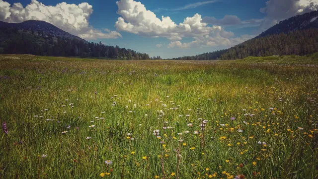 Tahoe Meadows