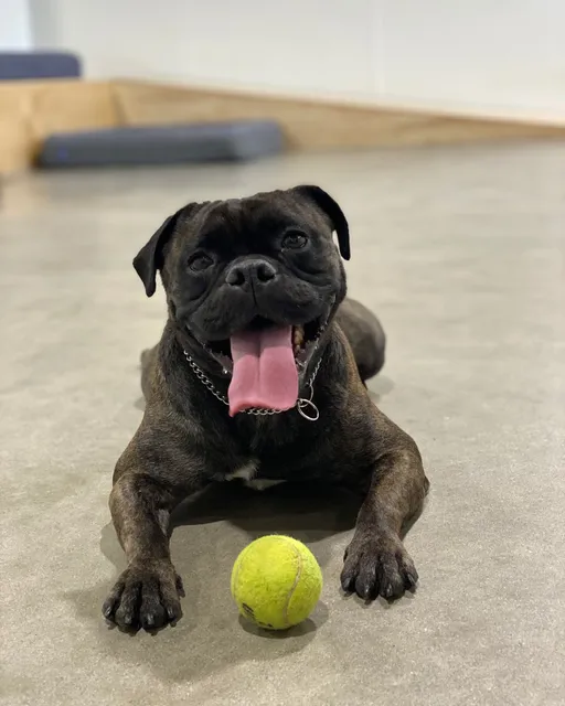 Dogdrop Dog Daycare Arts District DTLA