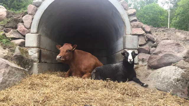 Farm Animal Yard Olgan Farmi