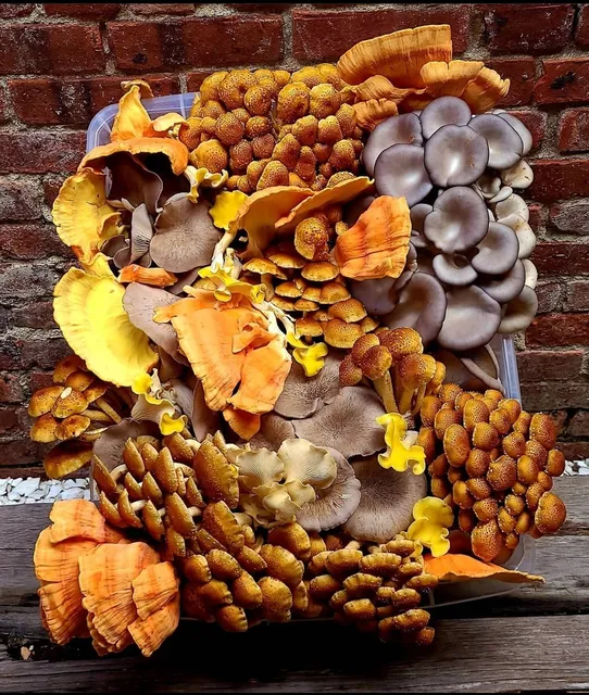 Two River Gourmet Mushrooms LLC