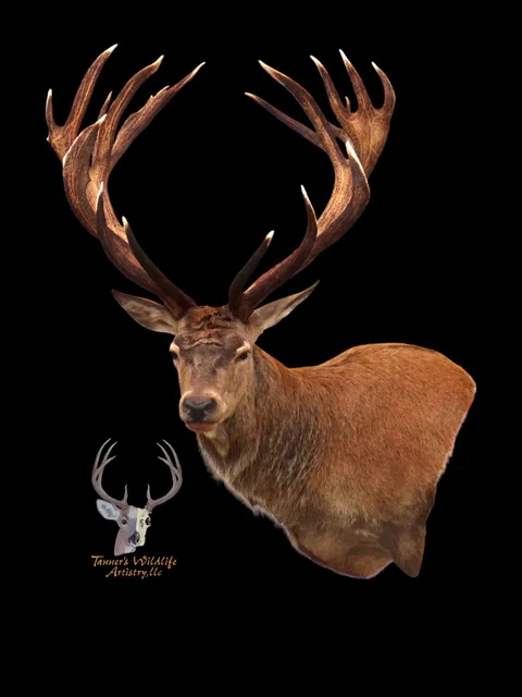 Tanner's Wildlife Artistry, LLC