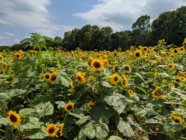 The Patch on 37 (Lynd Fruit Farm)