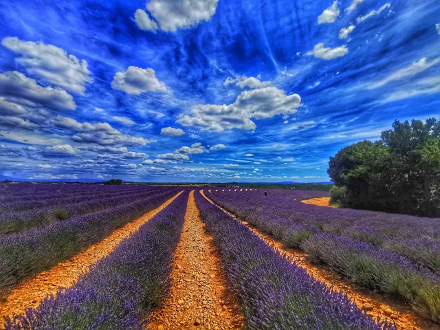 Lavender field